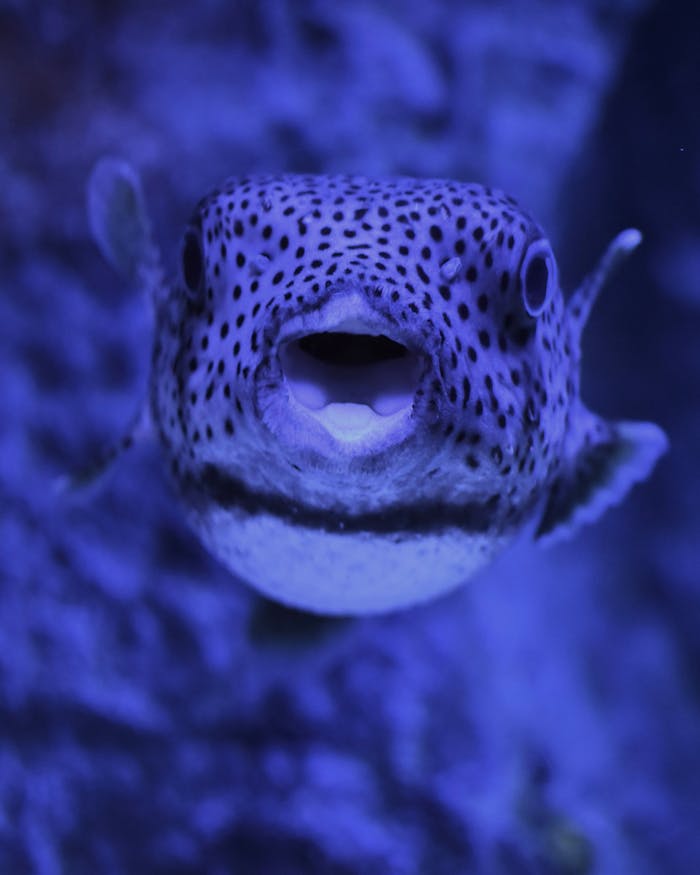 Close-up of a Pufferfish